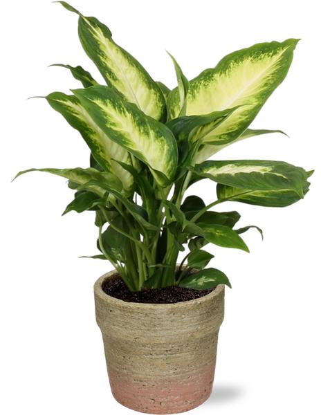 Dieffenbachia Camilla – Ø12cm – ↕35cm + Invorno Pot D13,5×12,5cm – Natürlich