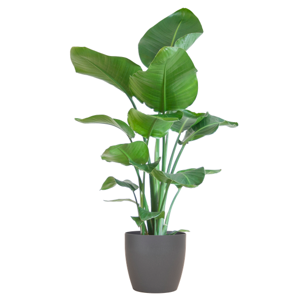 Strelitzia Nicolai mit Viber-Topf Grau – 80 cm – Ø21