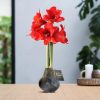 No Water Flowers® (wax amaryllis) | Univerz Jupiter – Black + Red flower