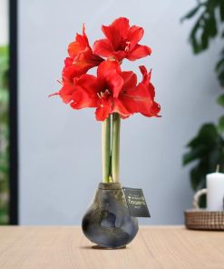 No Water Flowers® (wax amaryllis) | Univerz Jupiter – Black + Red flower