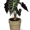 Alocasia Amazonica Polly – Ø12cm – ↕30cm + Invorno Pot D13,5×12,5cm – Natürlich