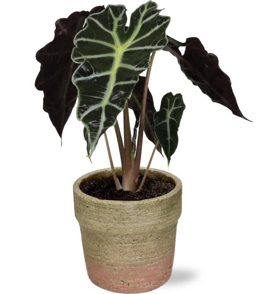 Alocasia Amazonica Polly – Ø12cm – ↕30cm + Invorno Pot D13,5×12,5cm – Natürlich