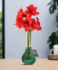 No Water Flowers® (wax amaryllis) | Univerz Saturnus – Green + Red flower