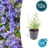 Nepeta ‚Six Hills Giant‘ – ↕25cm – Ø9cm – 6x – 12x