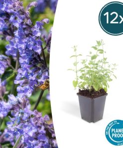 Nepeta ‚Six Hills Giant‘ – ↕25cm – Ø9cm – 6x – 12x