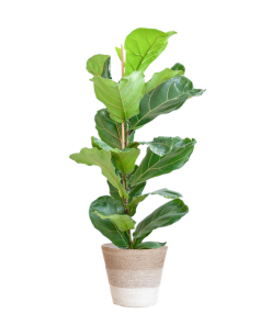 Ficus Lyrata mit Korb Lissabon weiß – 80cm – Ø21