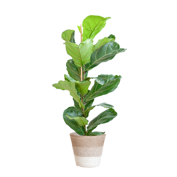 Ficus Lyrata mit Korb Lissabon weiß – 80cm – Ø21