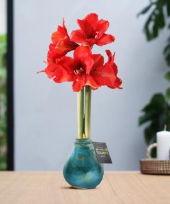 No Water Flowers® (wax amaryllis) | Univerz Saturnus – Aqua + Red flower