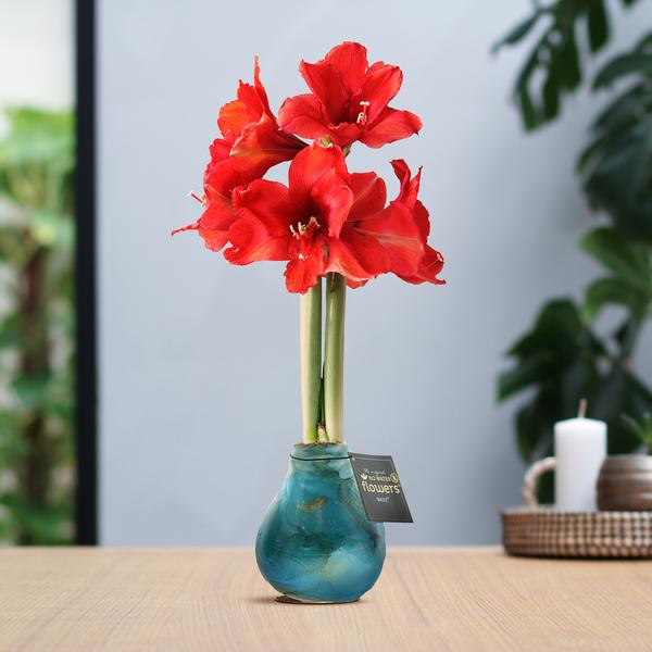 No Water Flowers® (wax amaryllis) | Univerz Saturnus – Aqua + Red flower