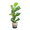 Ficus Lyrata mit Korb Lissabon schwarz – 80cm – Ø21