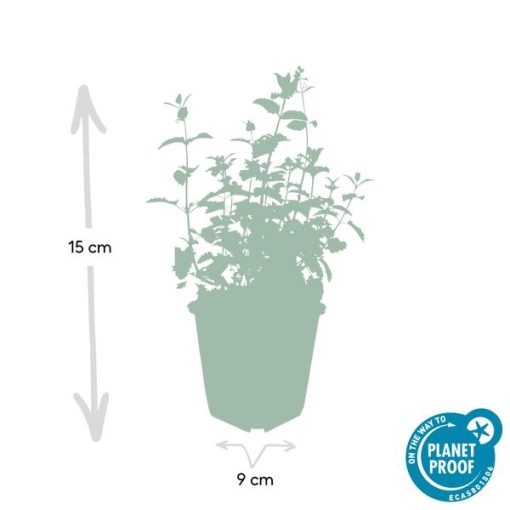 Nepeta 'Six Hills Giant' - ↕25cm - Ø9cm - 6x - 12x – Bild 3