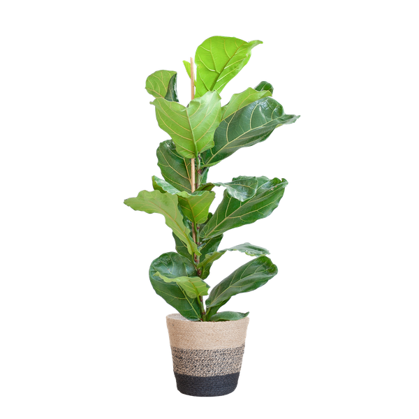 Ficus Lyrata mit Korb Lissabon schwarz – 80cm – Ø21