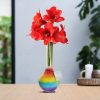 No Water Flowers® (wax amaryllis) | Rainbow – Red flower