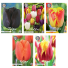 Tulipa – Blumenzwiebeln Mix (10) – 5 Spezies – 47 Blumenzwiebeln