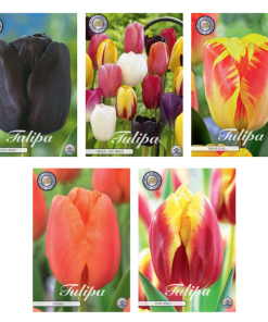 Tulipa – Blumenzwiebeln Mix (10) – 5 Spezies – 47 Blumenzwiebeln