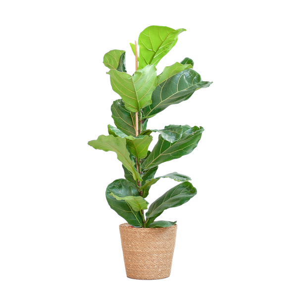 Ficus Lyrata mit Korb Sofia natur – 80cm – Ø21