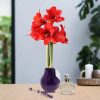 No Water Flowers® (wax amaryllis) | Parfumz – Lavender + Red flower