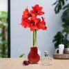 No Water Flowers® (wax amaryllis) | Parfumz – Cherry + Red flower