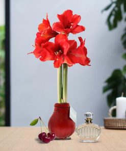 No Water Flowers® (wax amaryllis) | Parfumz – Cherry + Red flower