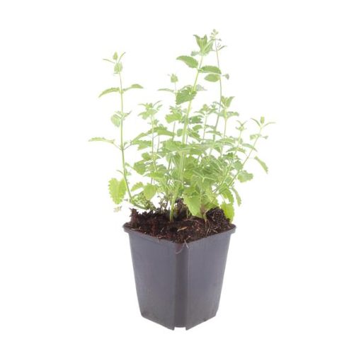 Nepeta 'Six Hills Giant' - ↕25cm - Ø9cm - 6x - 12x – Bild 7