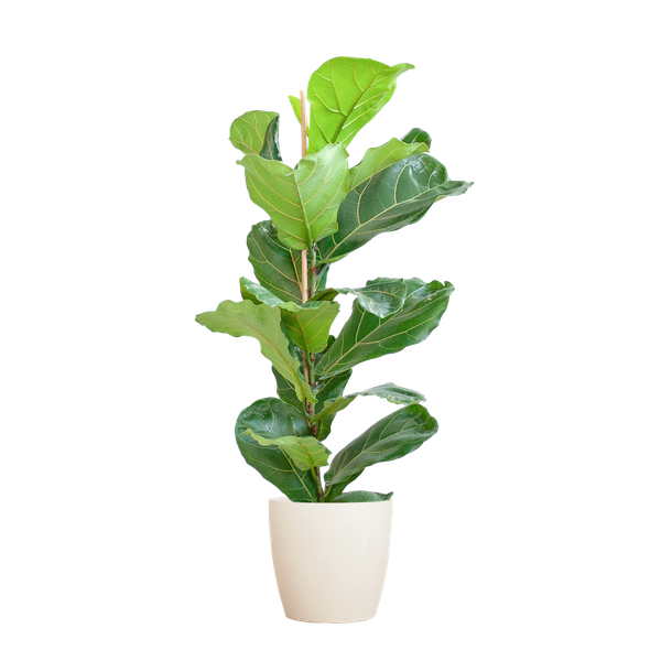 Ficus Lyrata mit Viber-Topf weiß – 80 cm – Ø21