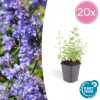 Nepeta ‚Six Hills Giant‘ – ↕25cm – Ø9cm – 6x – 20x