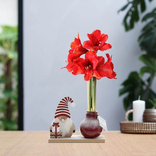 No Water Flowers® (wax amaryllis) | Winter Wonderland – Gnome bordeaux + Red flower