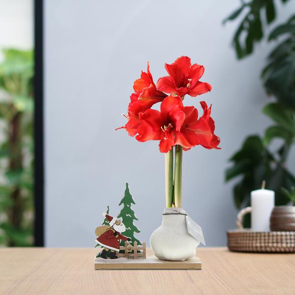 No Water Flowers® (wax amaryllis) | Winter Wonderland – Santa white + Red flower