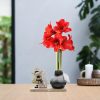 No Water Flowers® (wax amaryllis) | Winter Wonderland – Rudolp black + Red flower