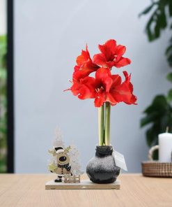 No Water Flowers® (wax amaryllis) | Winter Wonderland – Rudolp black + Red flower