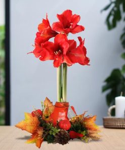 No Water Flowers® (wax amaryllis) | Wreath Autumn – Red flower