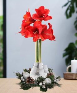 No Water Flowers® (wax amaryllis) | Wreath Christmas – Silver + Red flower