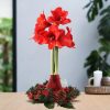 No Water Flowers® (wax amaryllis) | Wreath Christmas – Red + Red flower