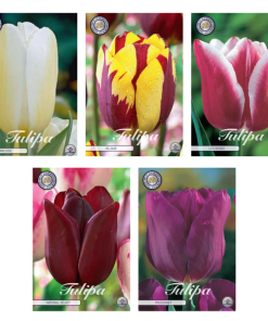 Tulipa – Blumenzwiebeln Mix (11) – 5 Spezies – 44 Blumenzwiebeln