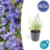 Nepeta ‚Six Hills Giant‘ – ↕25cm – Ø9cm – 6x – 40x