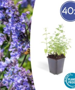 Nepeta ‚Six Hills Giant‘ – ↕25cm – Ø9cm – 6x – 40x