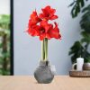 No Water Flowers® (wax amaryllis) | Fashionz Cozy Fluffy – Grey + Red flower