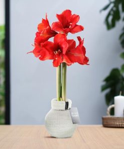 No Water Flowers® (wax amaryllis) | Fashionz Cozy Fluffy – White + Red flower