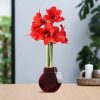 No Water Flowers® (wax amaryllis) | Fashionz Cozy Teddy – Bordeaux + Red flower