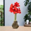 No Water Flowers® (wax amaryllis) | Fashionz Cozy Teddy – Brown+ Red flower