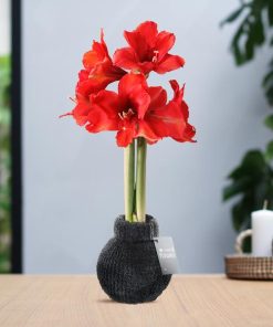 No Water Flowers® (wax amaryllis) | Fashionz Cozy Teddy – Dark Grey + Red flower