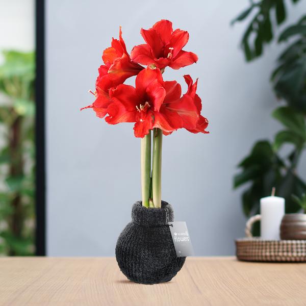 No Water Flowers® (wax amaryllis) | Fashionz Cozy Teddy – Dark Grey + Red flower