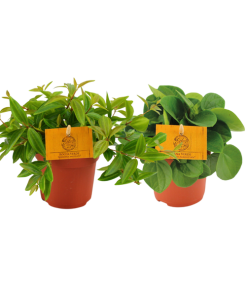 Peperomia Duo 2.0 – 2 Stücke – Ø10,5cm – ↕15cm