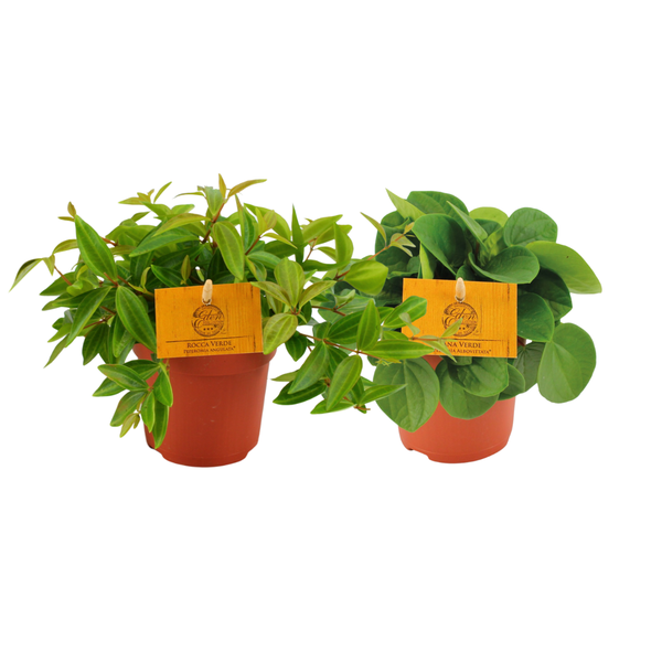 Peperomia Duo 2.0 – 2 Stücke – Ø10,5cm – ↕15cm