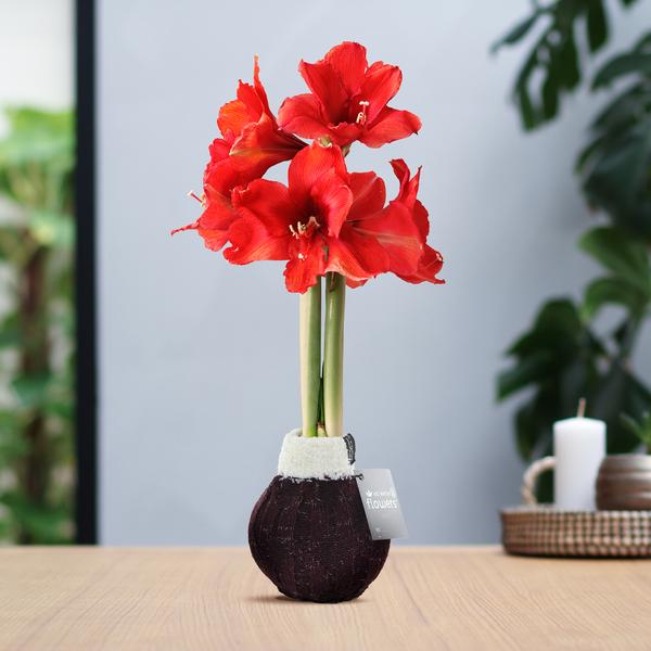 No Water Flowers® (wax amaryllis) | Fashionz Cozy Wooly – Bordeaux + Red flower