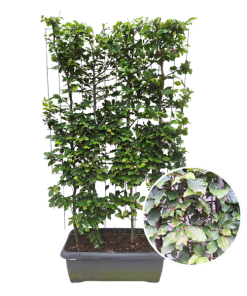 Fagus Sylvatica – Buchenhecke – Fertighecke – 120 x 180 cm