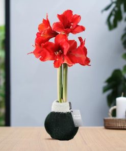 No Water Flowers® (wax amaryllis) | Fashionz Cozy Wooly – Green + Red flower