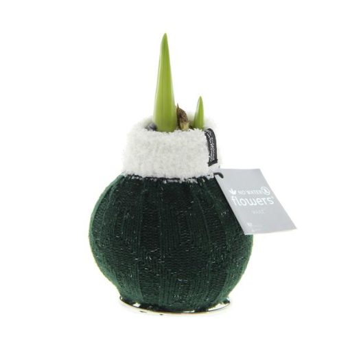 No Water Flowers® (wax amaryllis) | Fashionz Cozy Wooly - Green + Red flower – Bild 4