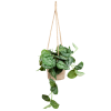 Scindapsus Pictus mit Hängetopf Oviedo natur – 25cm – Ø16