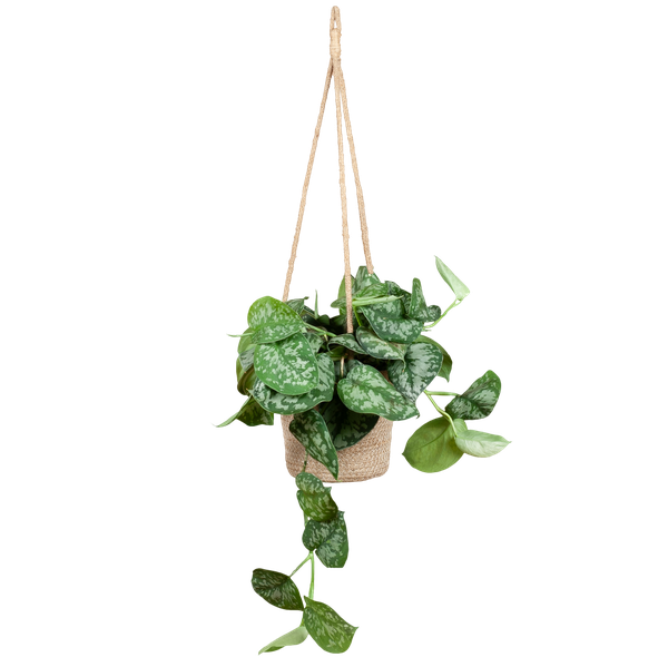 Scindapsus Pictus mit Hängetopf Oviedo natur – 25cm – Ø16